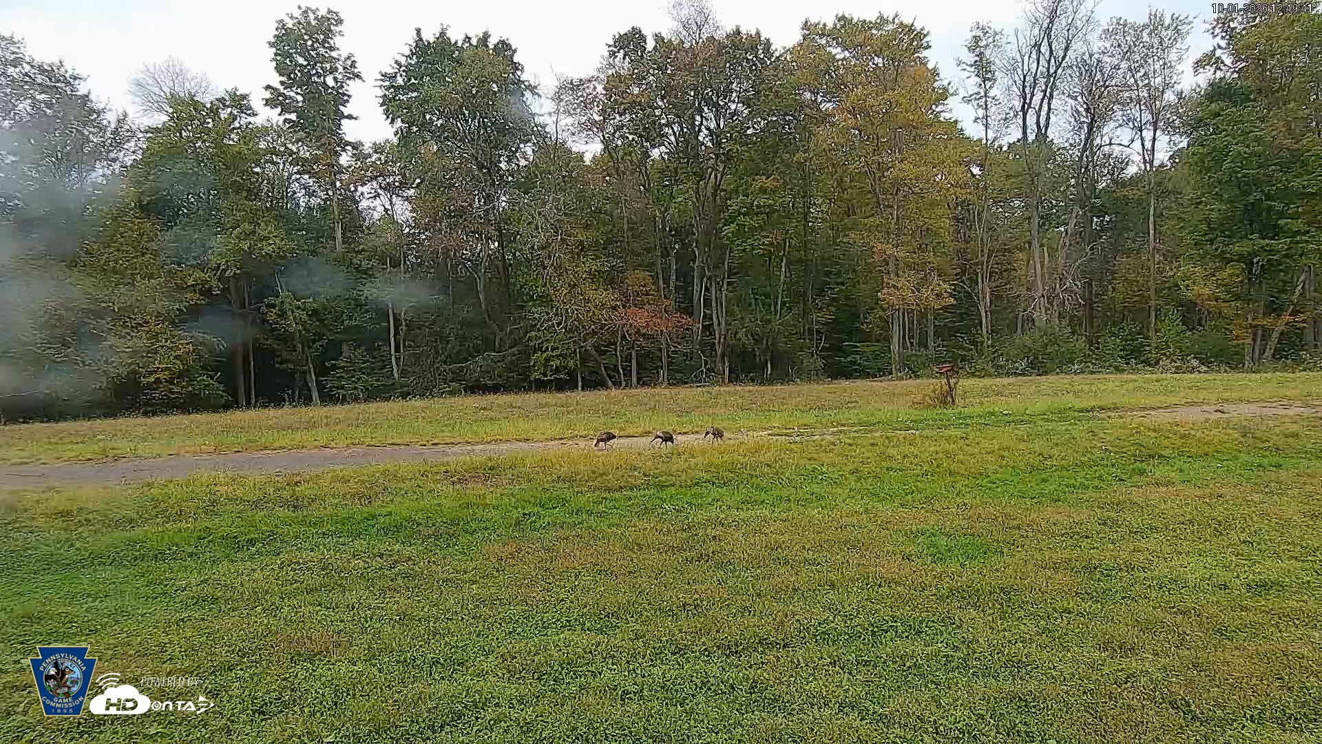 Snapshot of Pennsylvania Elk Live Webcam taken Oct 1, 2026, 12:50pm EDT