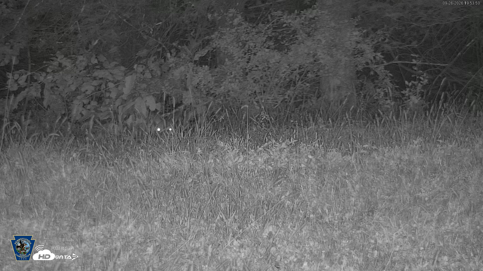 Snapshot of Pennsylvania Elk Live Webcam taken Sep 26, 2026, 7:54pm EDT