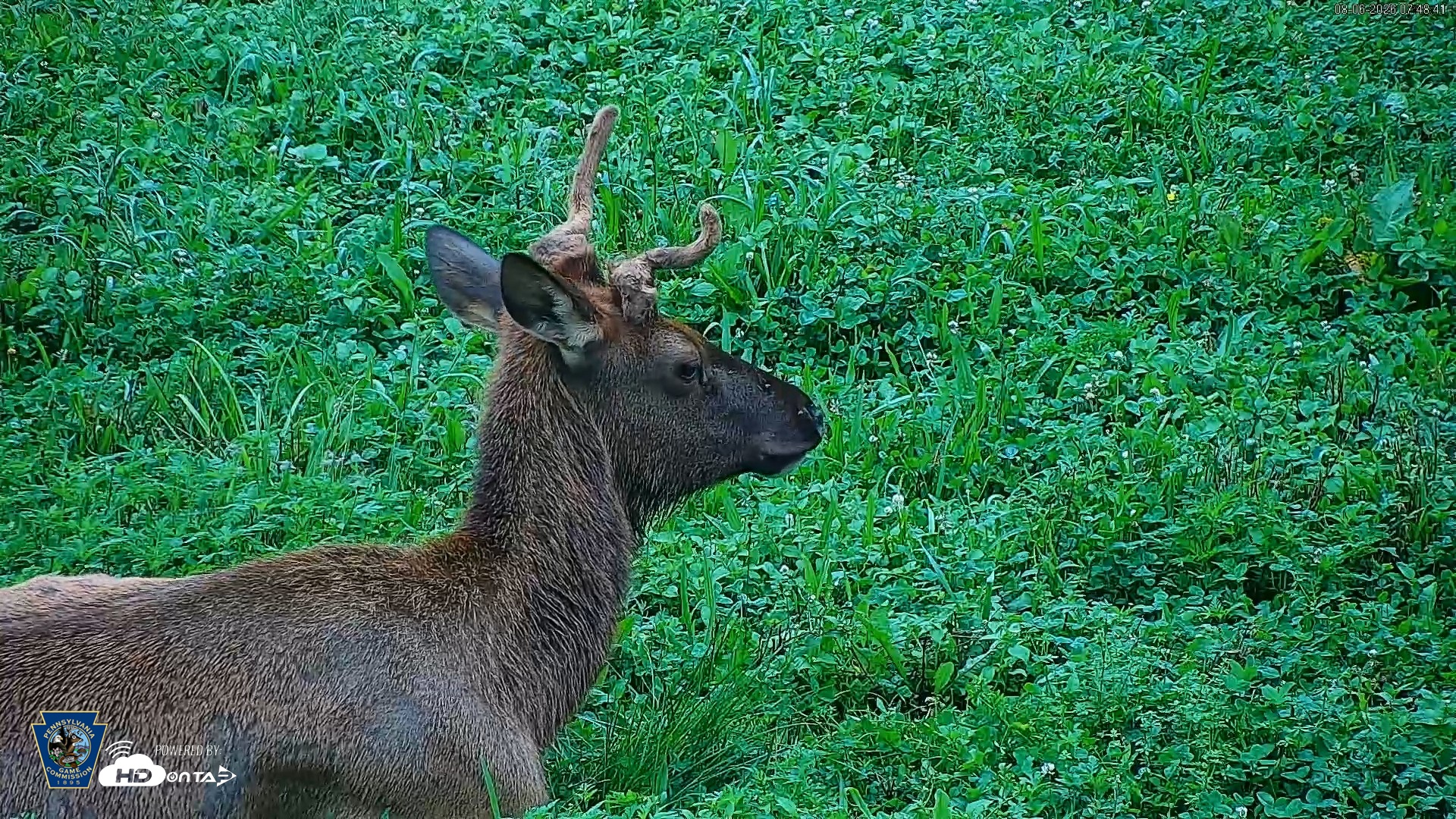Snapshot of Pennsylvania Elk Live Webcam taken Aug 6, 2026, 7:49am EDT