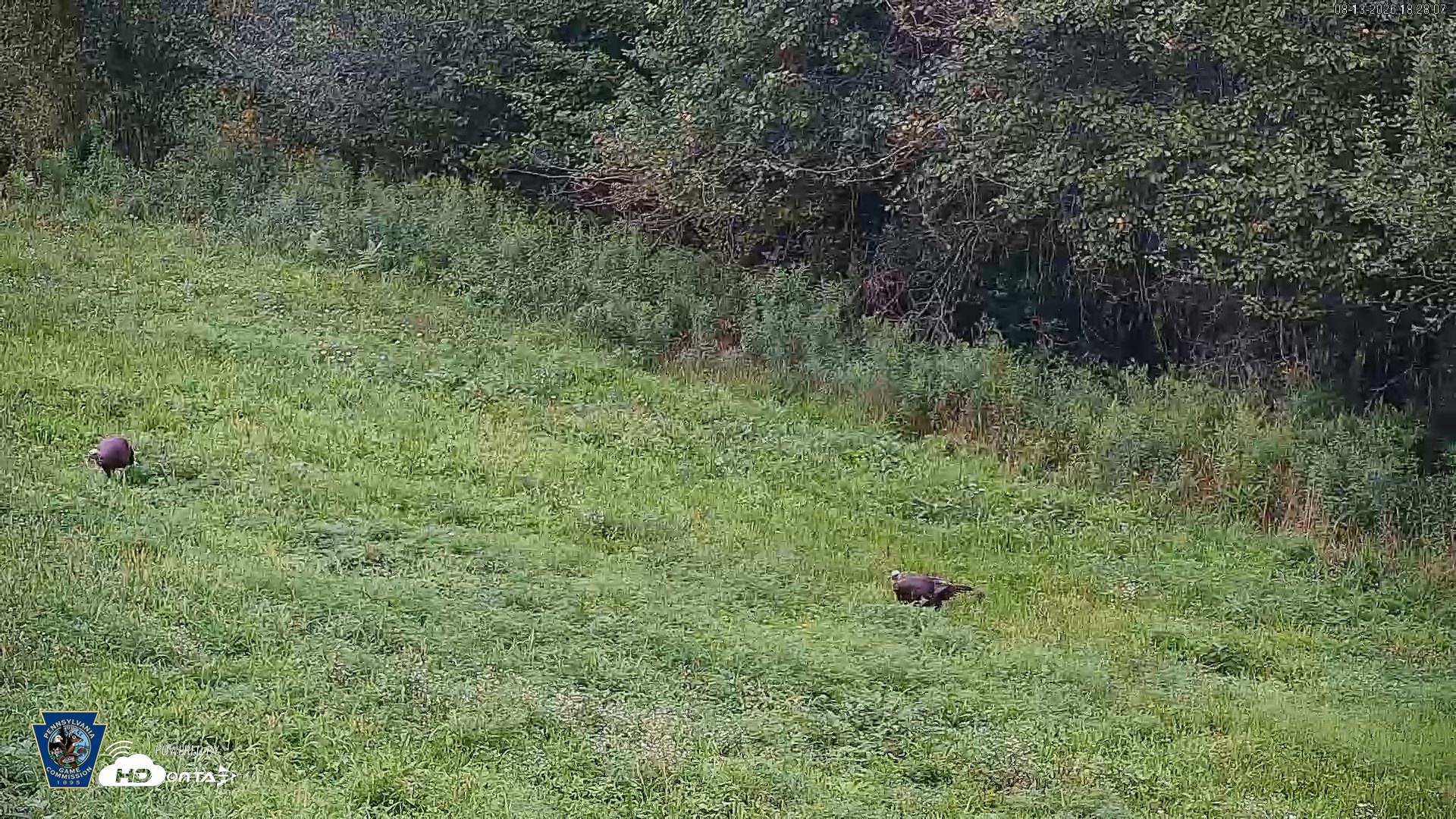 Snapshot of Pennsylvania Elk Live Webcam taken Aug 13, 2026, 6:29pm EDT
