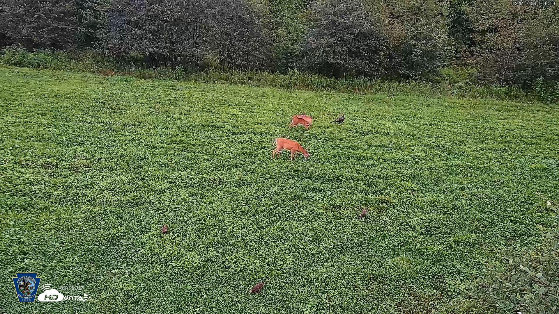 Snapshot of Pennsylvania Elk Live Webcam taken Aug 11, 2026, 7:42am EDT