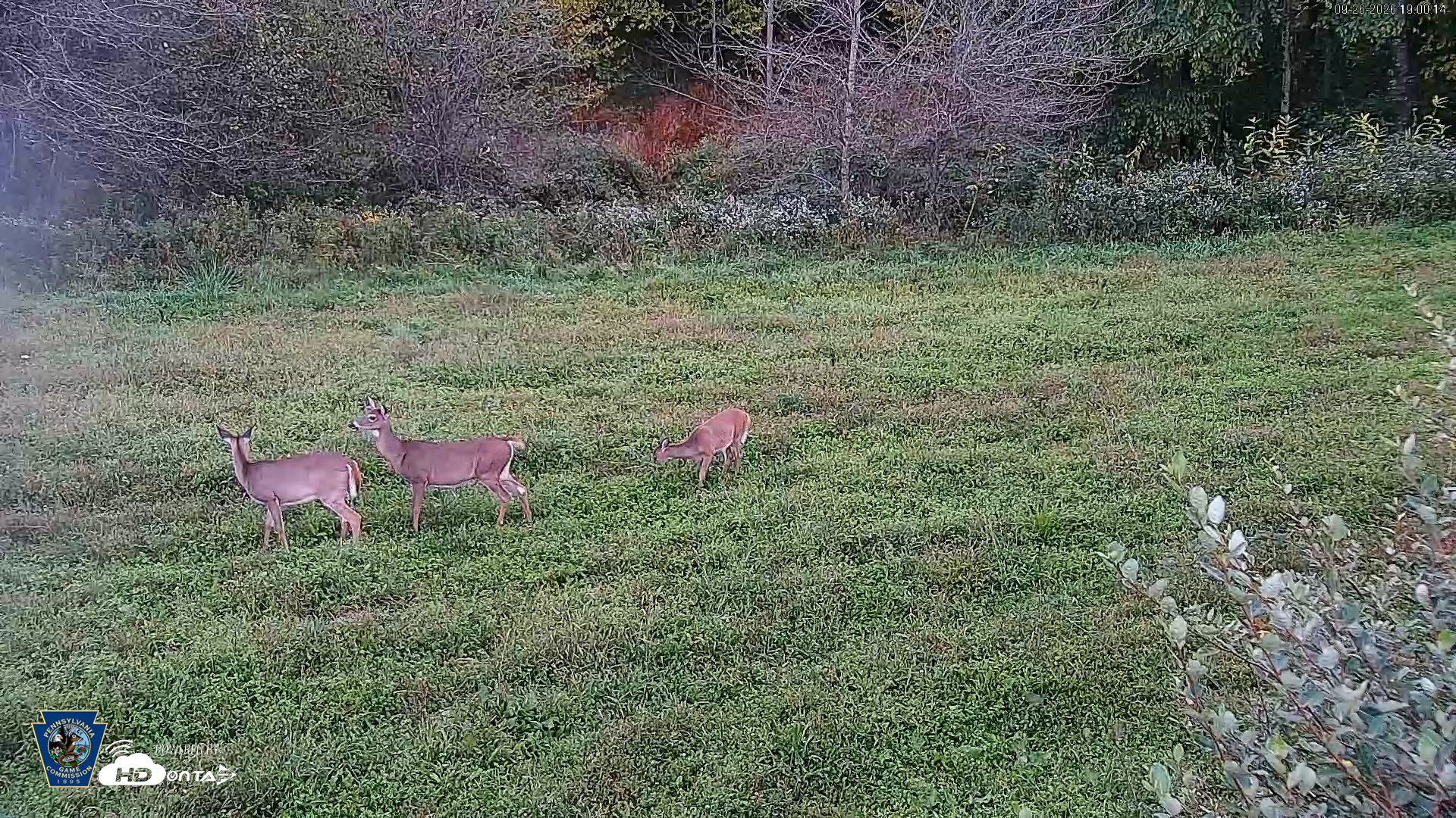 Snapshot of Pennsylvania Elk Live Webcam taken Sep 26, 2026, 7:01pm EDT