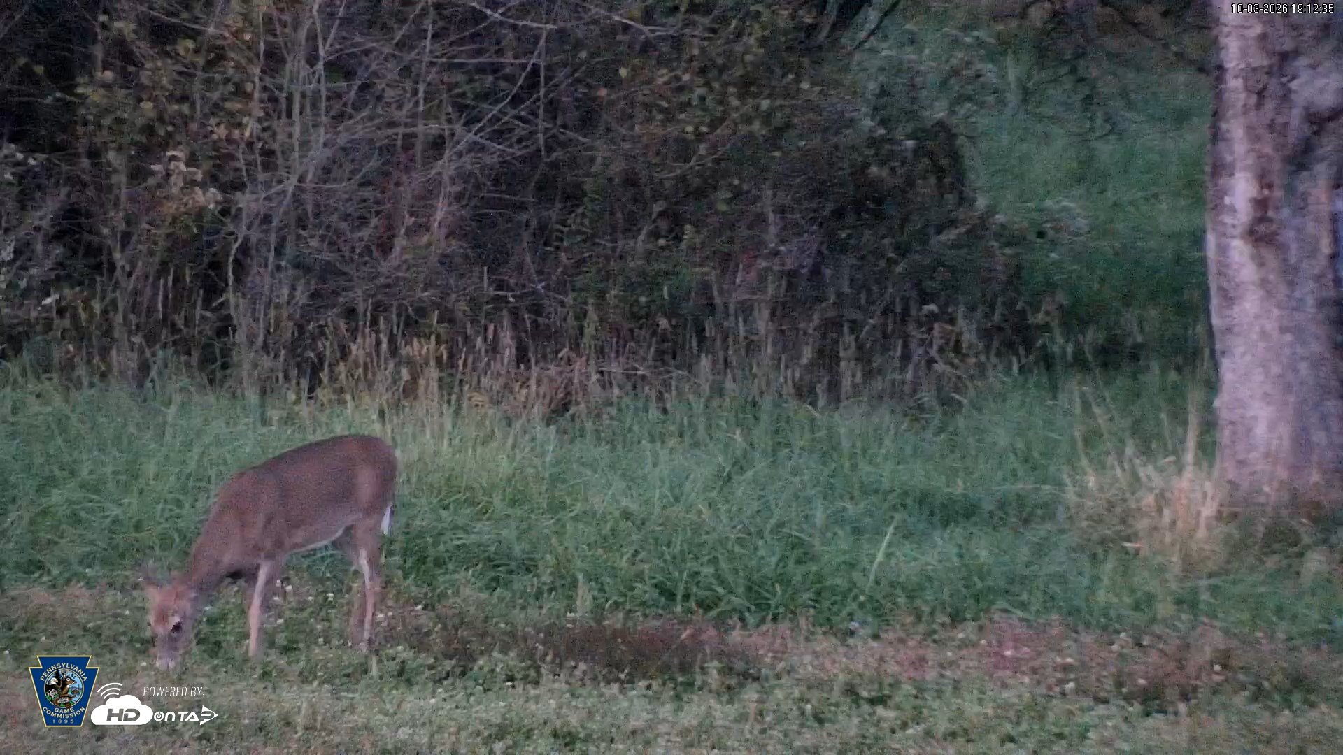 Snapshot of Pennsylvania Elk Live Webcam taken Oct 3, 2026, 7:13pm EDT