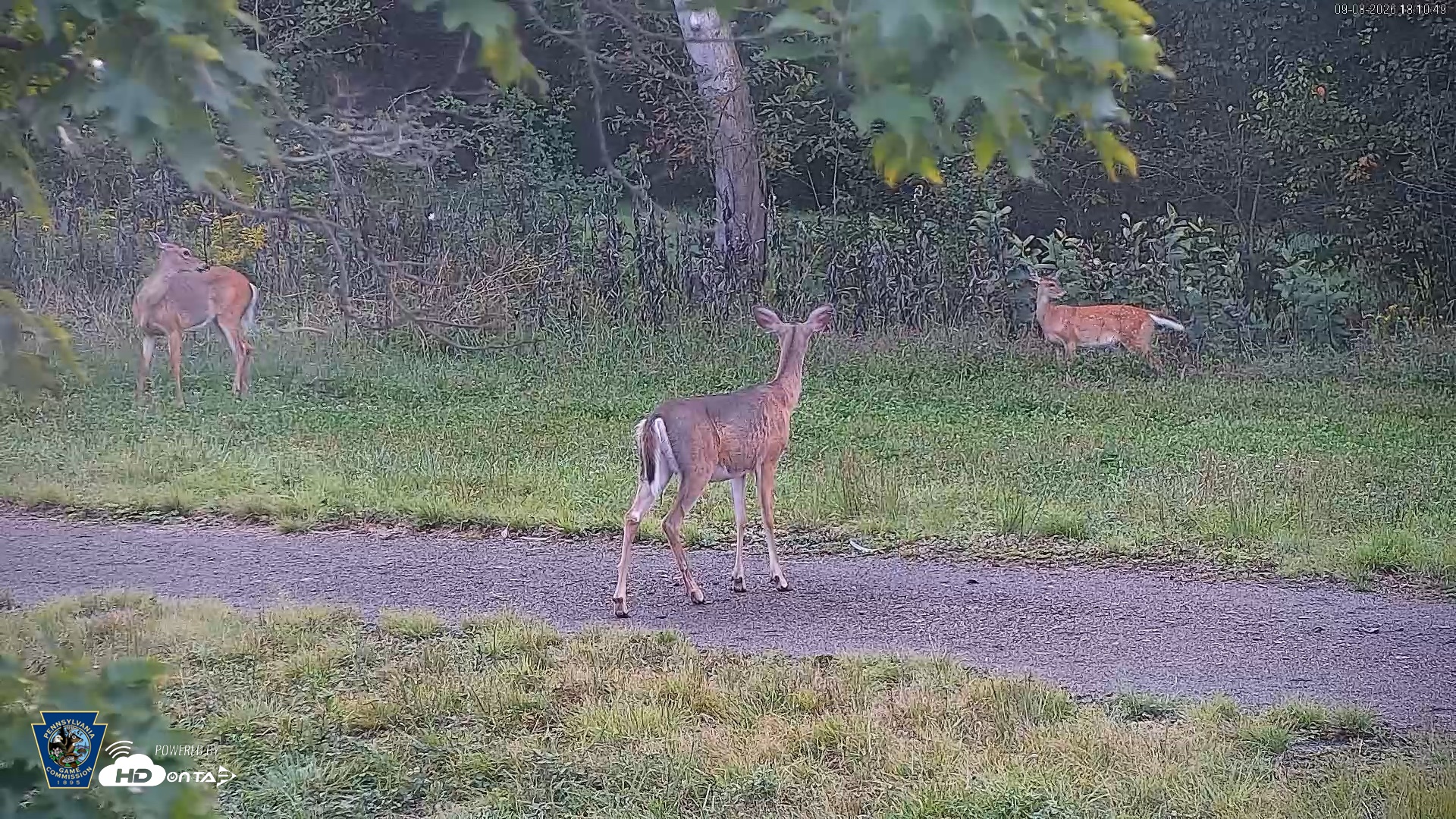 Snapshot of Pennsylvania Elk Live Webcam taken Sep 8, 2026, 6:11pm EDT