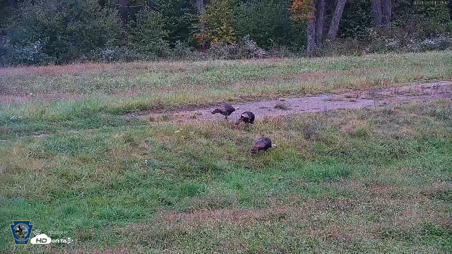 Snapshot of Pennsylvania Elk Live Webcam taken Oct 1, 2026, 12:51pm EDT