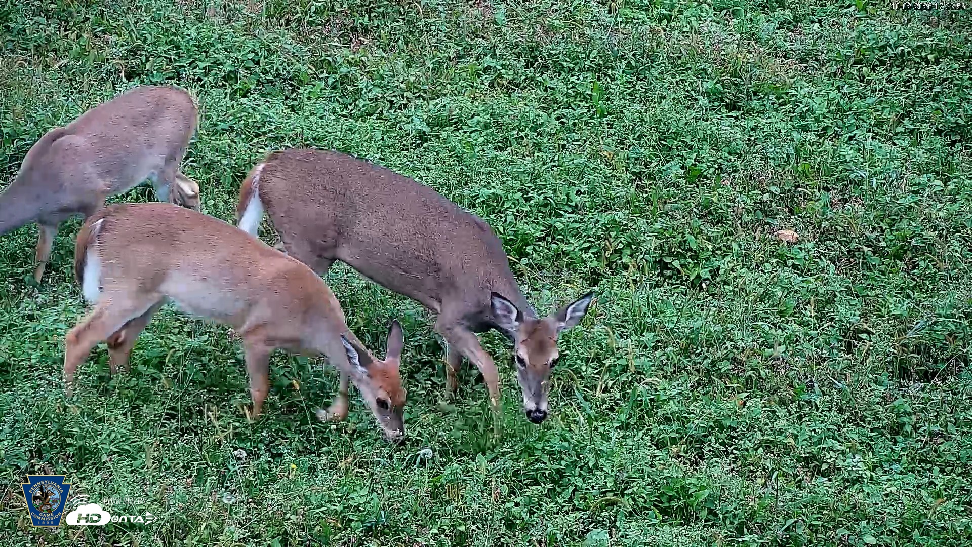 Snapshot of Pennsylvania Elk Live Webcam taken Oct 2, 2026, 5:24pm EDT