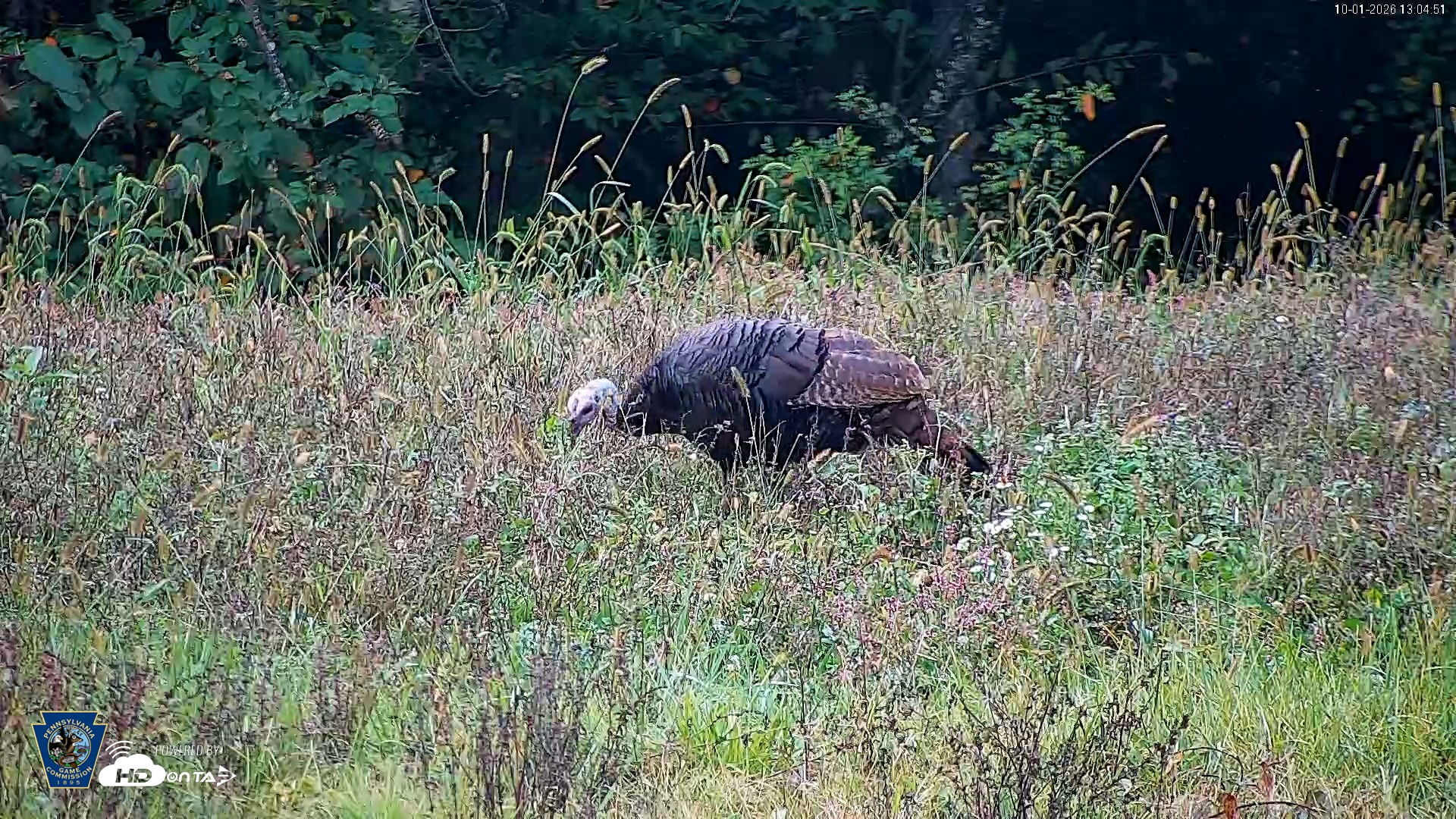 Snapshot of Pennsylvania Elk Live Webcam taken Oct 1, 2026, 1:05pm EDT