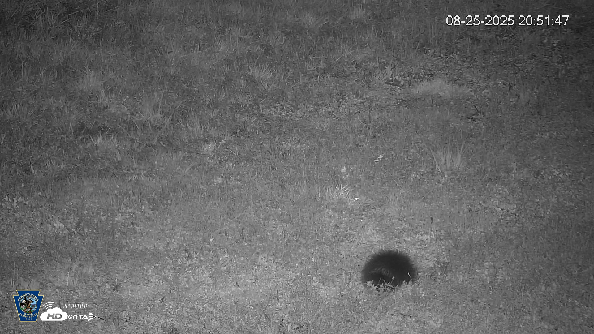 Snapshot of Pennsylvania Elk Live Webcam taken Aug 25, 2025, 8:52pm EDT