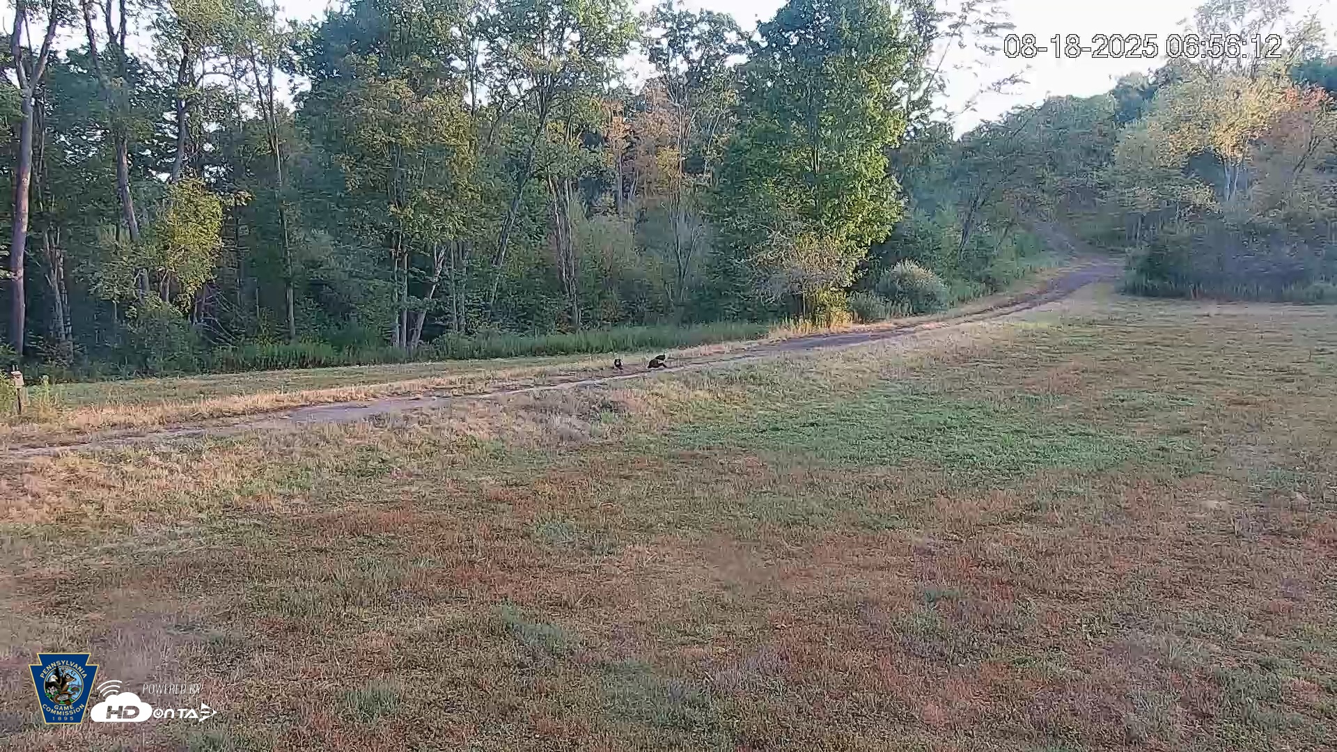Snapshot of Pennsylvania Elk Live Webcam taken Aug 18, 2025, 6:56am EDT