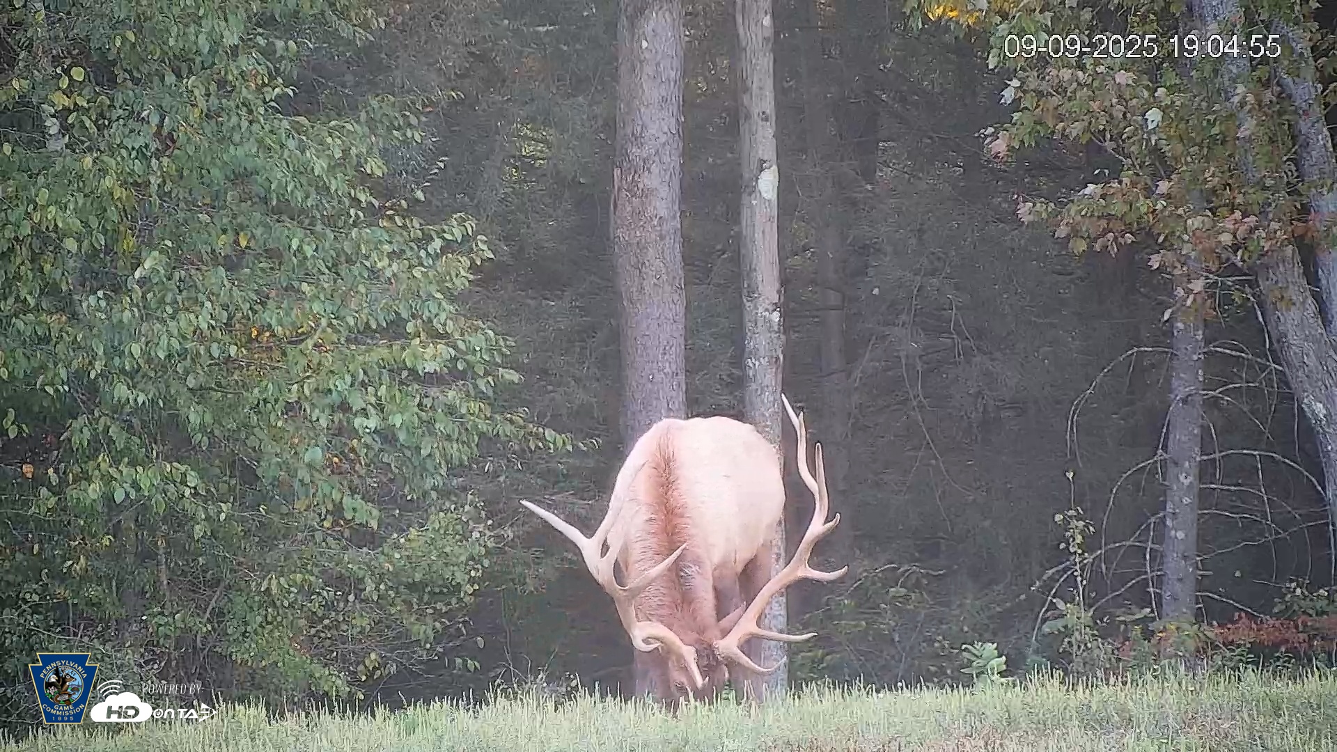Snapshot of Pennsylvania Elk Live Webcam taken Sep 9, 2025, 7:05pm EDT