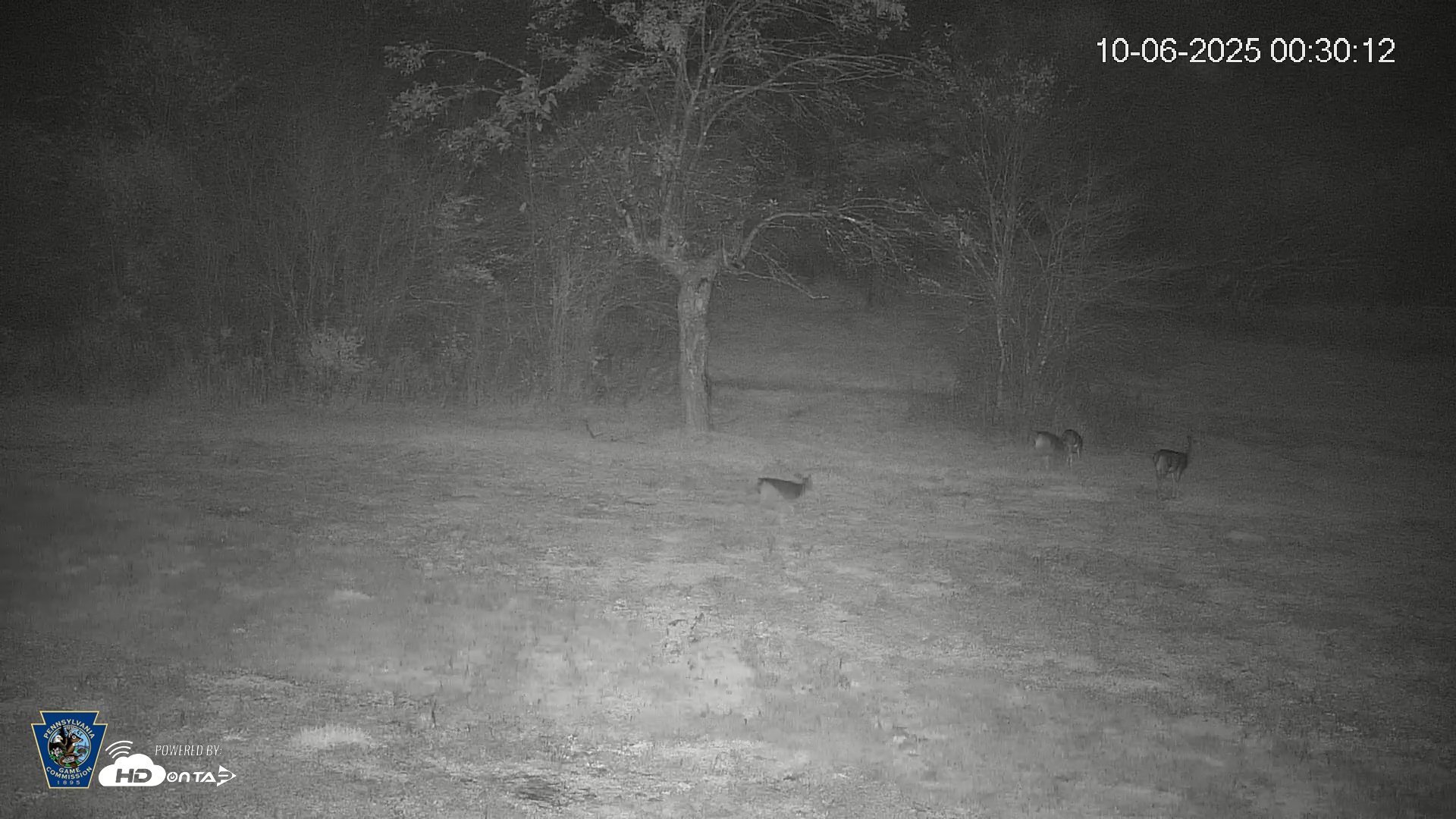 Snapshot of Pennsylvania Elk Live Webcam taken Oct 6, 2025, 12:31am EDT