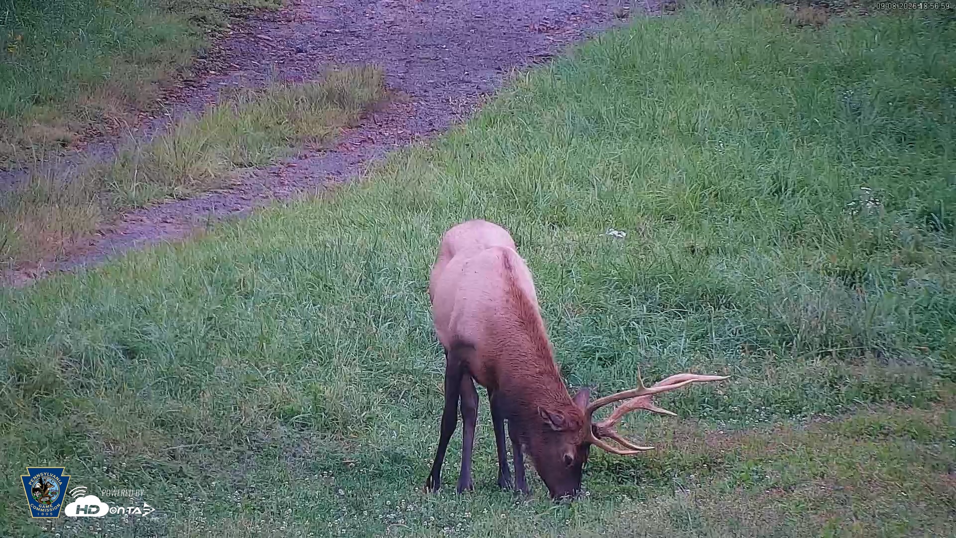 Snapshot of Pennsylvania Elk Live Webcam taken Sep 8, 2026, 6:58pm EDT