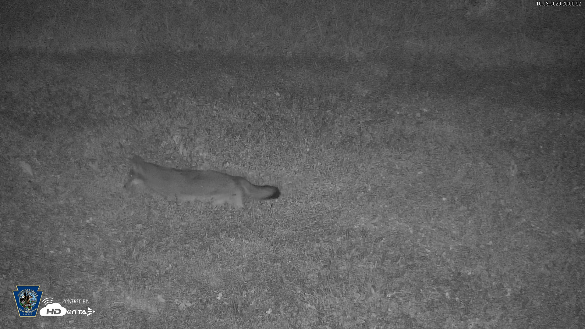 Snapshot of Pennsylvania Elk Live Webcam taken Oct 3, 2026, 8:01pm EDT