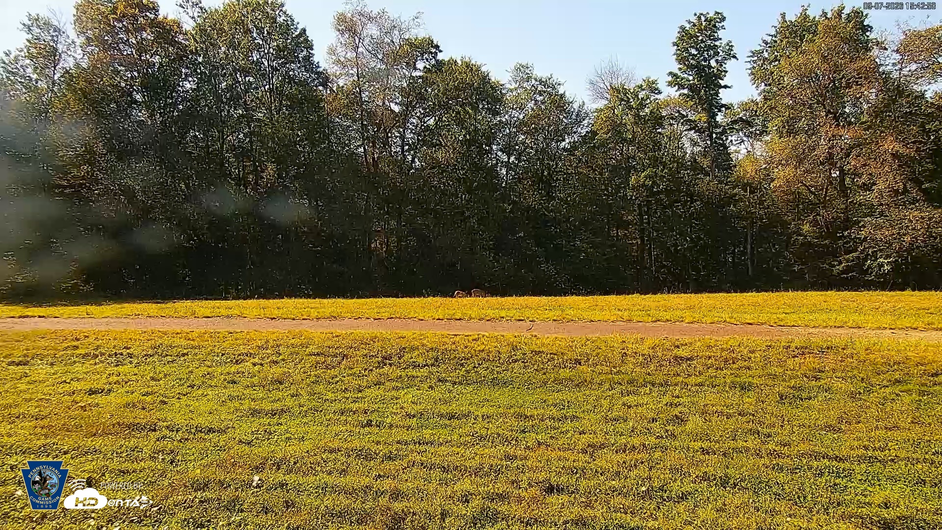 Snapshot of Pennsylvania Elk Live Webcam taken Sep 7, 2026, 3:43pm EDT