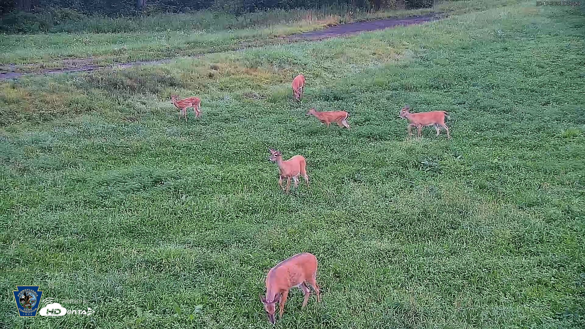 Snapshot of Pennsylvania Elk Live Webcam taken Aug 17, 2026, 6:34am EDT