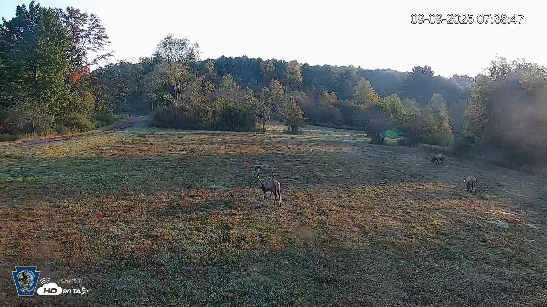Snapshot of Pennsylvania Elk Live Webcam taken Sep 9, 2025, 7:41am EDT