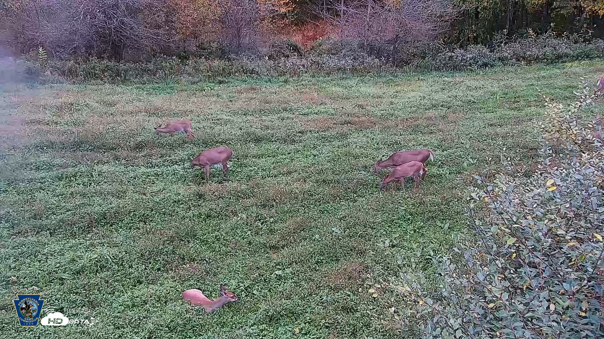 Snapshot of Pennsylvania Elk Live Webcam taken Oct 2, 2026, 5:37pm EDT