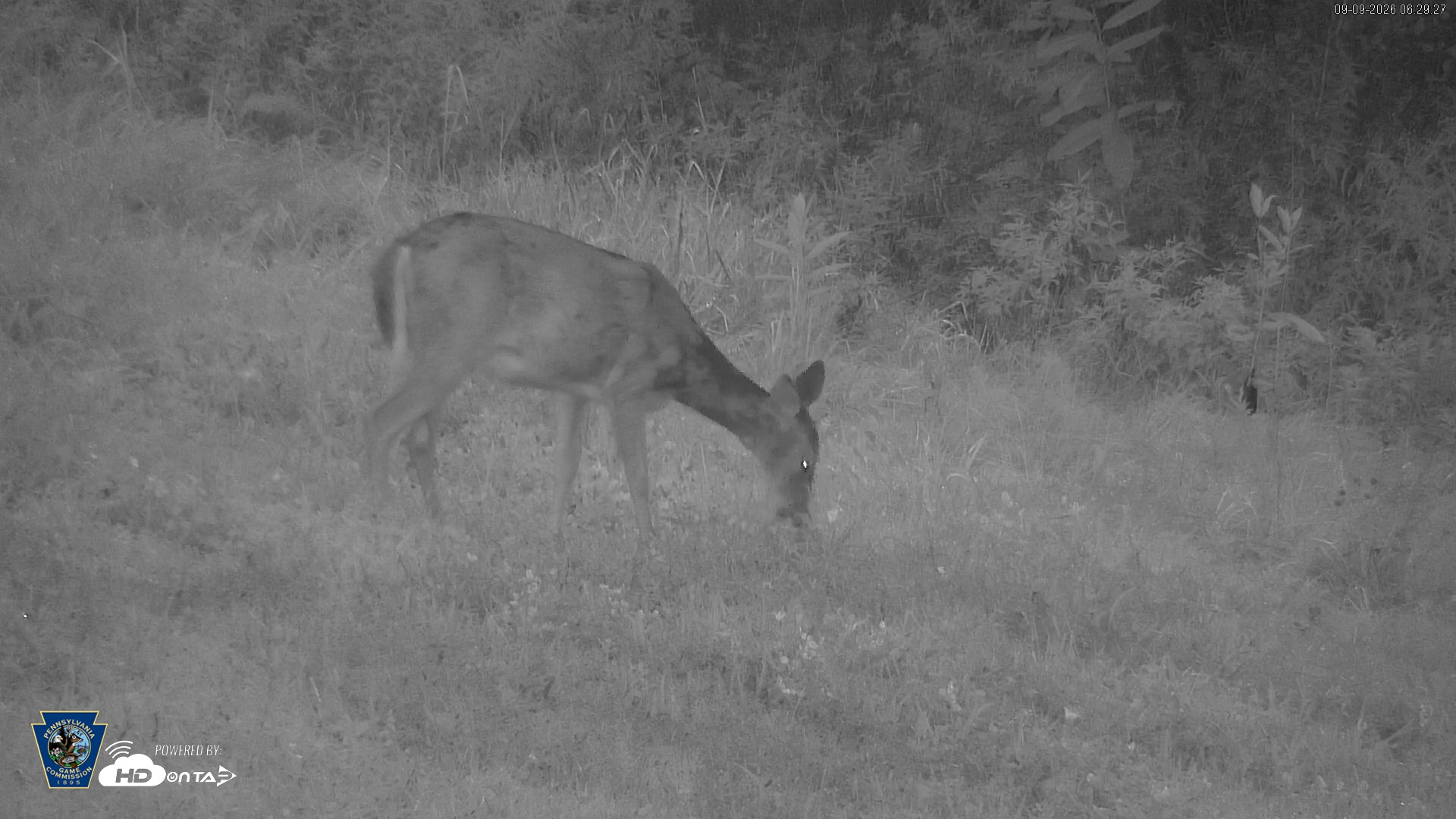 Snapshot of Pennsylvania Elk Live Webcam taken Sep 9, 2026, 6:30am EDT