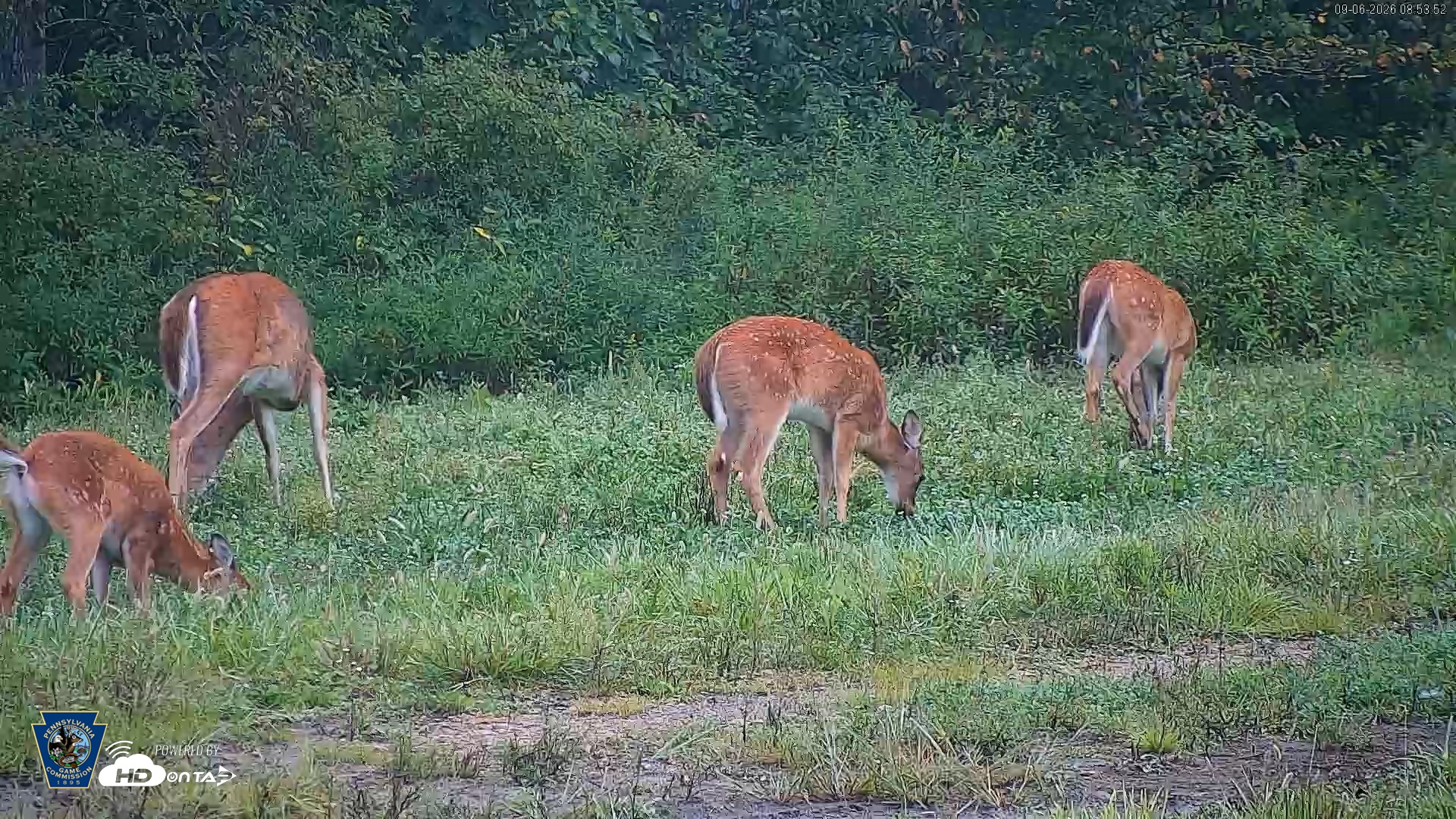 Snapshot of Pennsylvania Elk Live Webcam taken Sep 6, 2026, 8:54am EDT