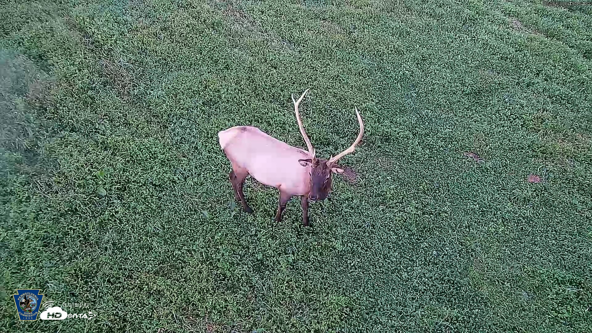 Snapshot of Pennsylvania Elk Live Webcam taken Sep 6, 2026, 7:46pm EDT