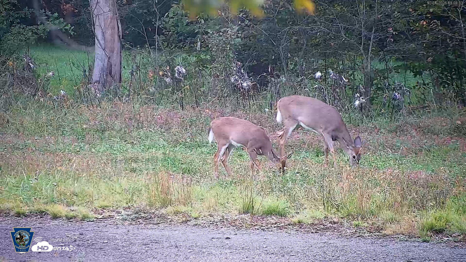Snapshot of Pennsylvania Elk Live Webcam taken Oct 1, 2026, 6:09pm EDT
