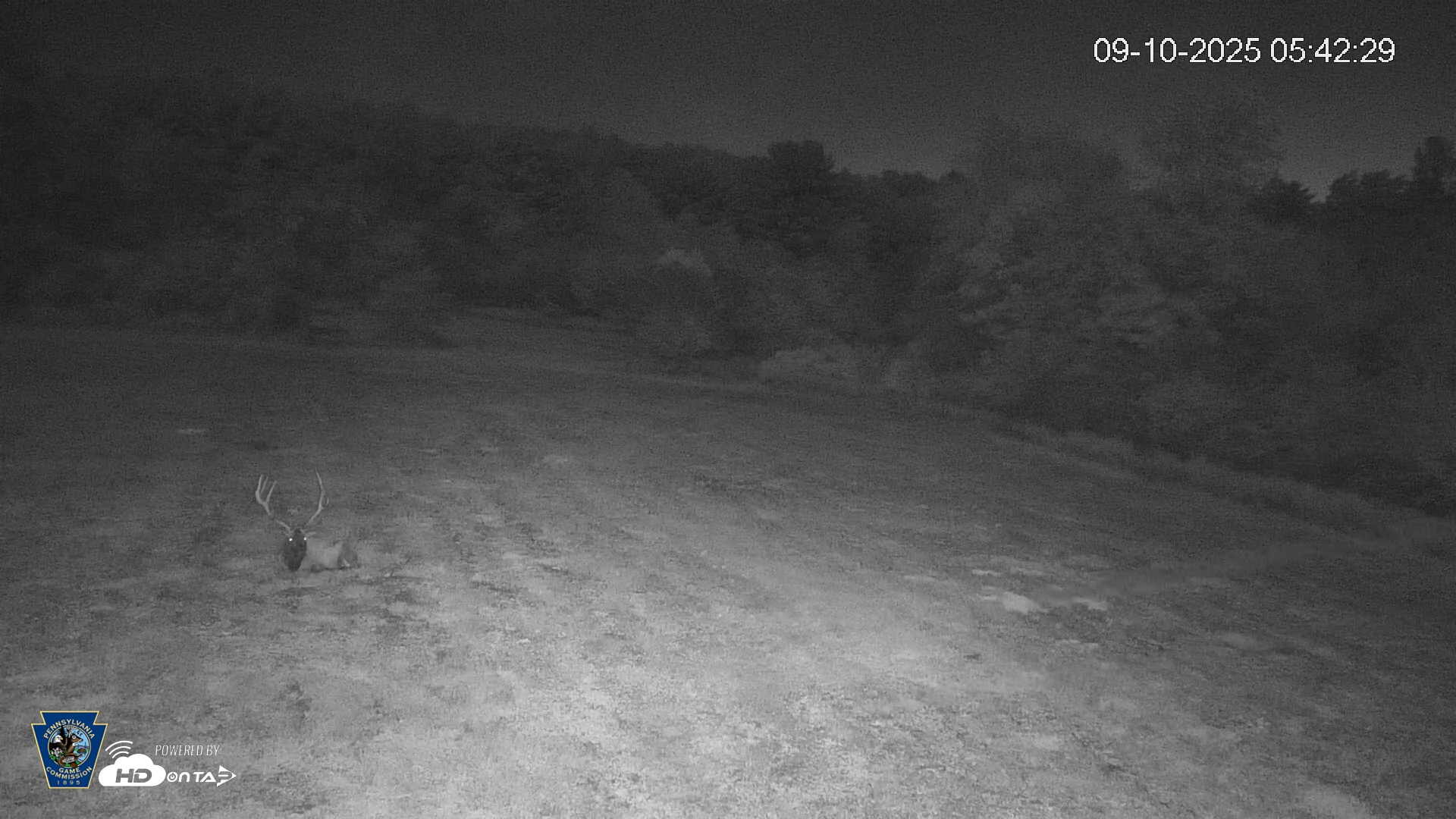 Snapshot of Pennsylvania Elk Live Webcam taken Sep 10, 2025, 5:43am EDT