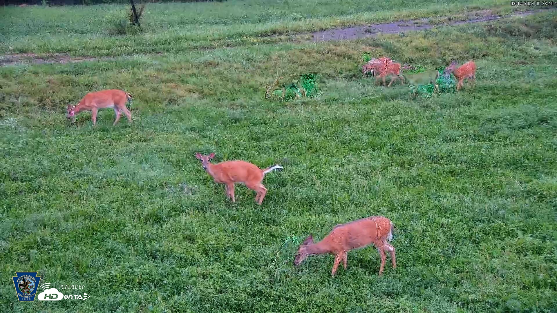Snapshot of Pennsylvania Elk Live Webcam taken Aug 17, 2026, 6:34am EDT