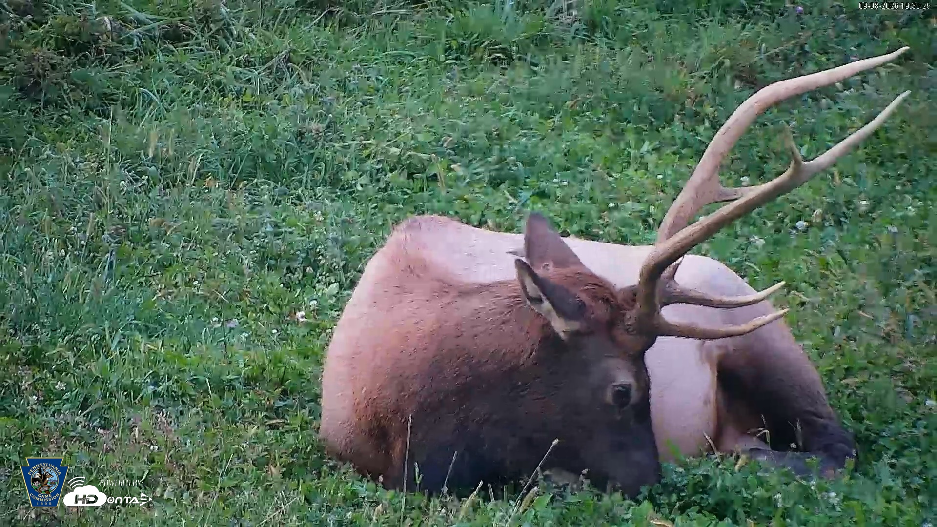 Snapshot of Pennsylvania Elk Live Webcam taken Sep 8, 2026, 7:37pm EDT