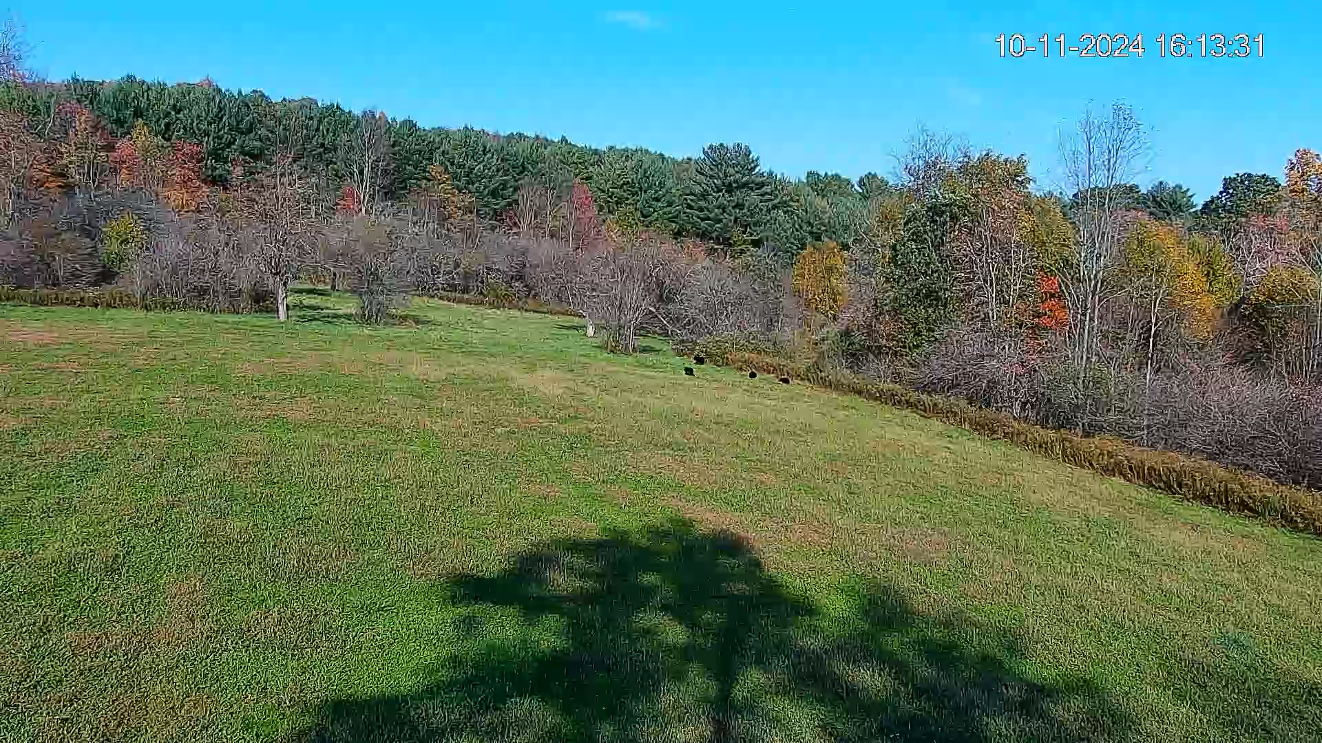 Pennsylvania Elk Live Webcam - Oct 11, 2024, 4:14pm EDT