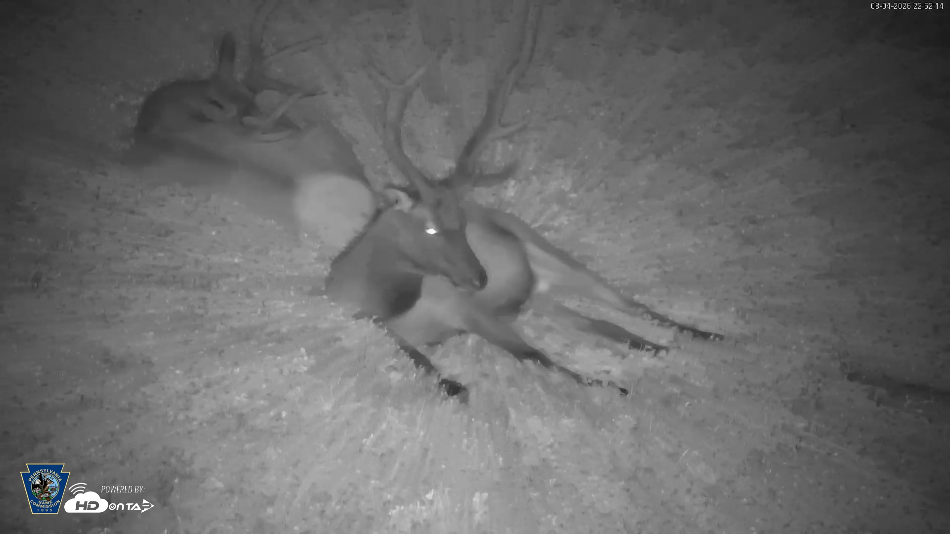 Snapshot of Pennsylvania Elk Live Webcam taken Aug 4, 2026, 10:53pm EDT