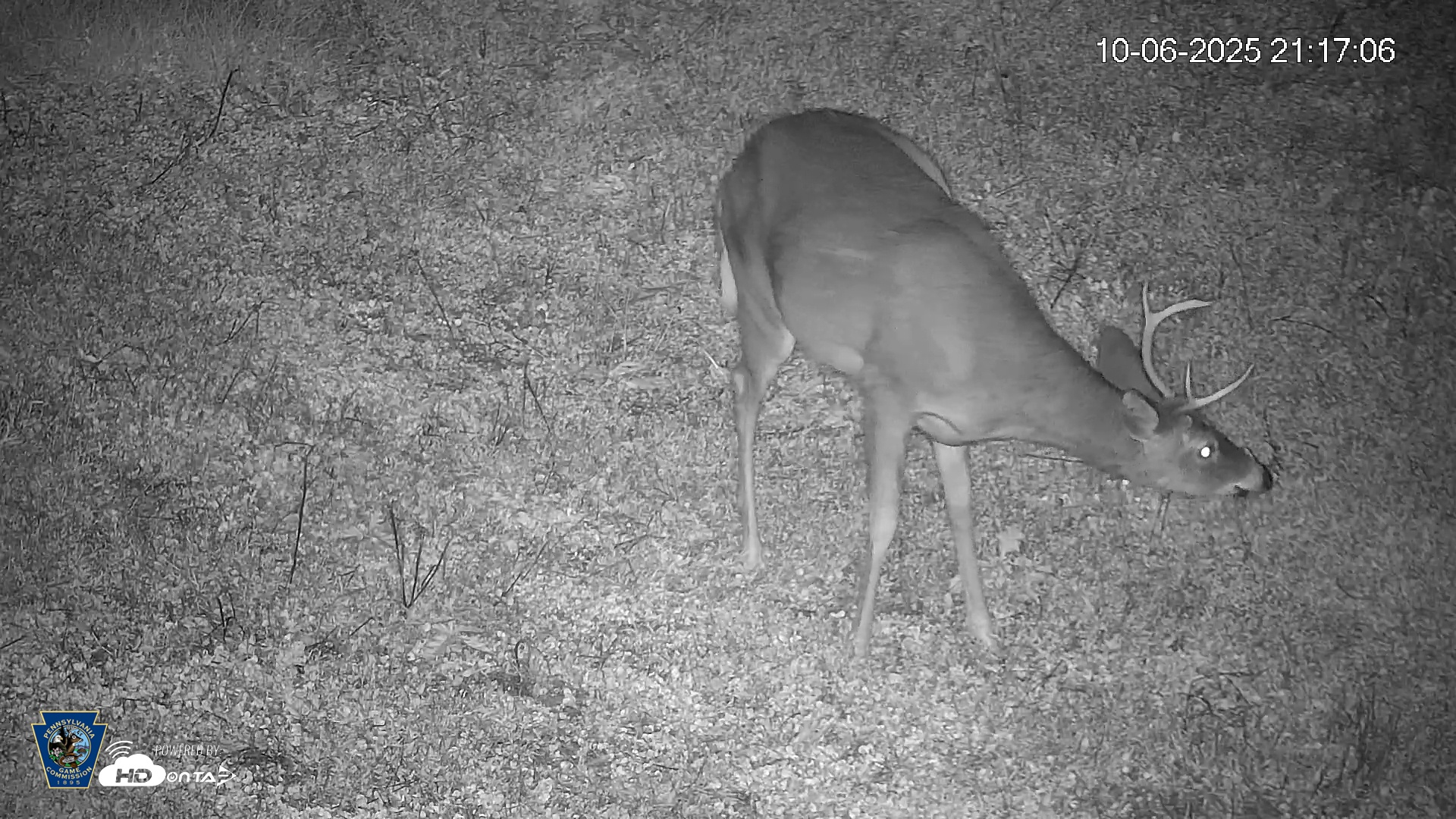Snapshot of Pennsylvania Elk Live Webcam taken Oct 6, 2025, 9:17pm EDT