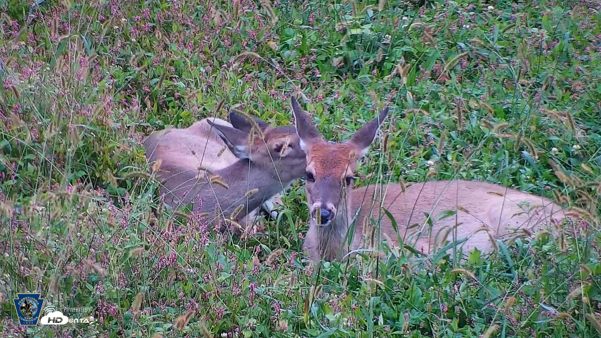 Snapshot of Pennsylvania Elk Live Webcam taken Oct 1, 2026, 8:37am EDT