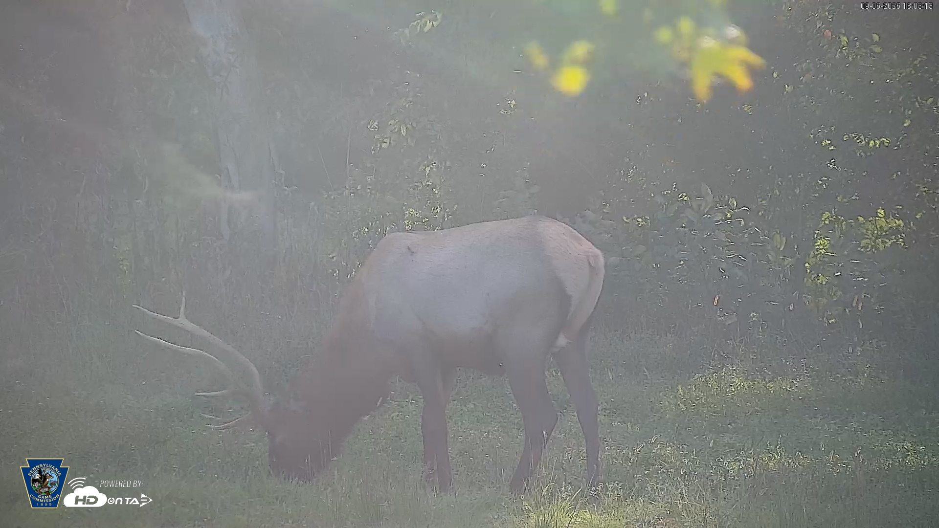 Snapshot of Pennsylvania Elk Live Webcam taken Sep 6, 2026, 6:04pm EDT