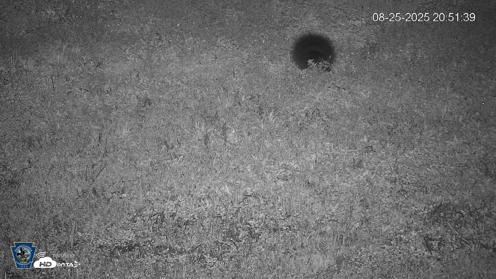 Snapshot of Pennsylvania Elk Live Webcam taken Aug 25, 2025, 8:52pm EDT