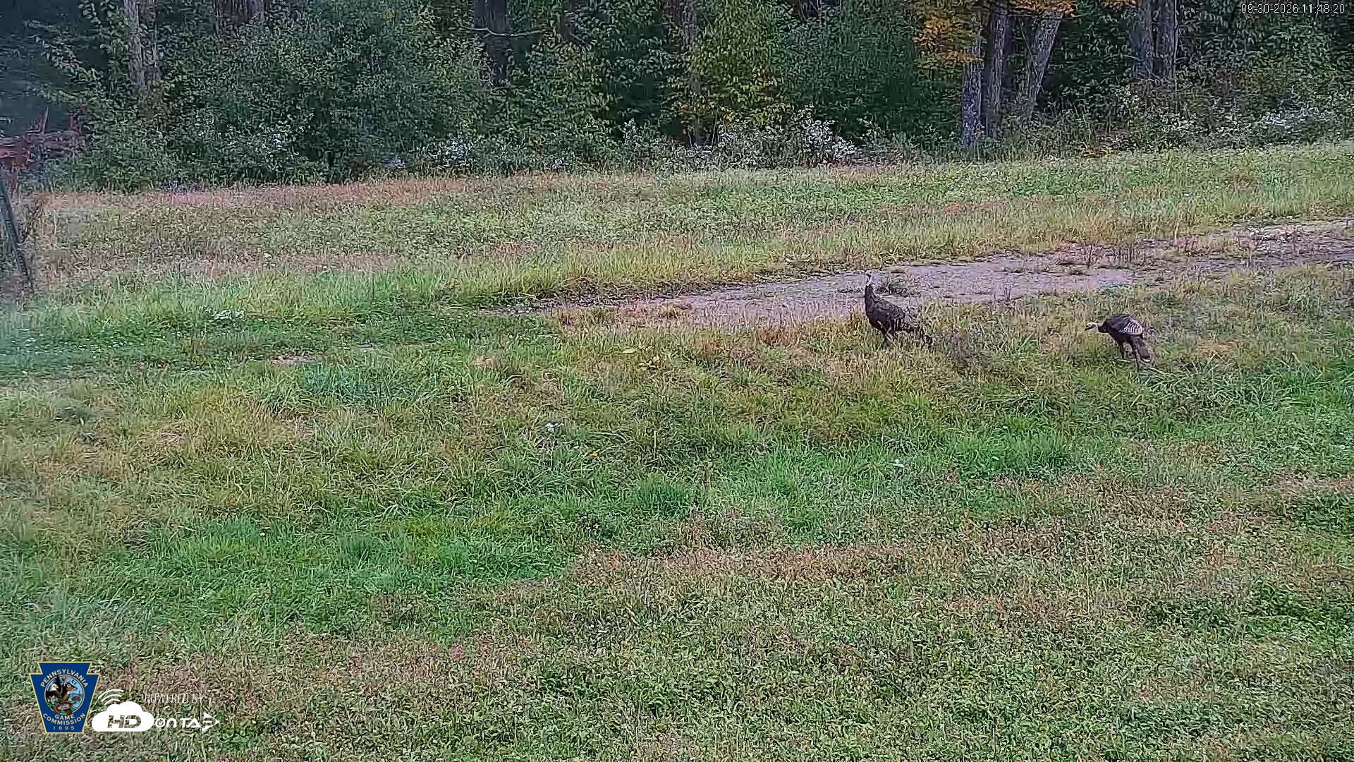 Snapshot of Pennsylvania Elk Live Webcam taken Sep 30, 2026, 11:49am EDT