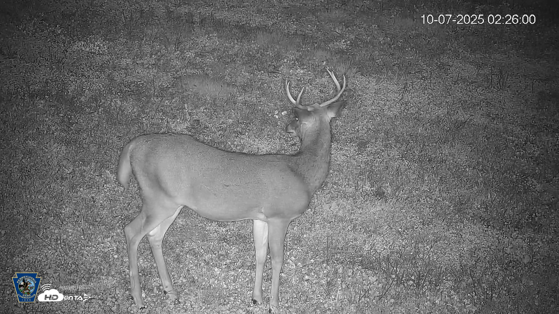 Snapshot of Pennsylvania Elk Live Webcam taken Oct 7, 2025, 2:26am EDT