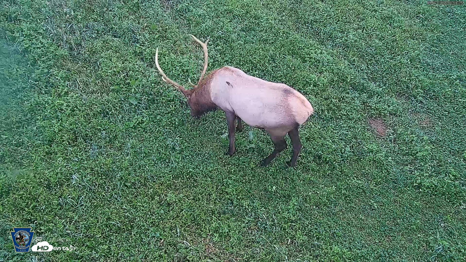 Snapshot of Pennsylvania Elk Live Webcam taken Sep 7, 2026, 6:59am EDT