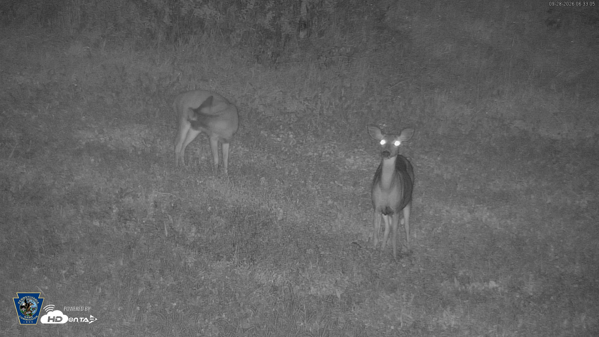 Snapshot of Pennsylvania Elk Live Webcam taken Sep 28, 2026, 6:33am EDT