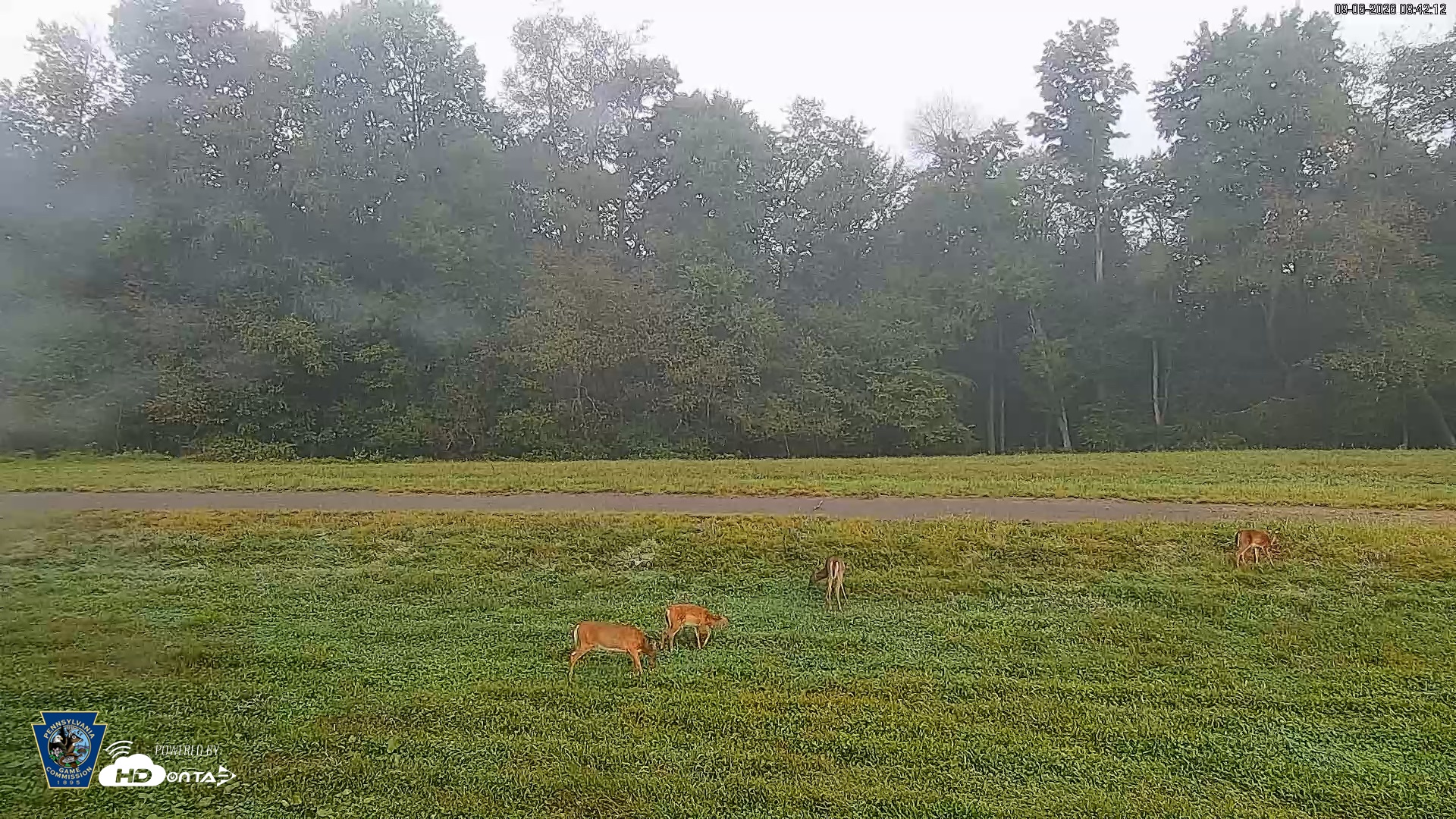 Snapshot of Pennsylvania Elk Live Webcam taken Sep 6, 2026, 8:43am EDT