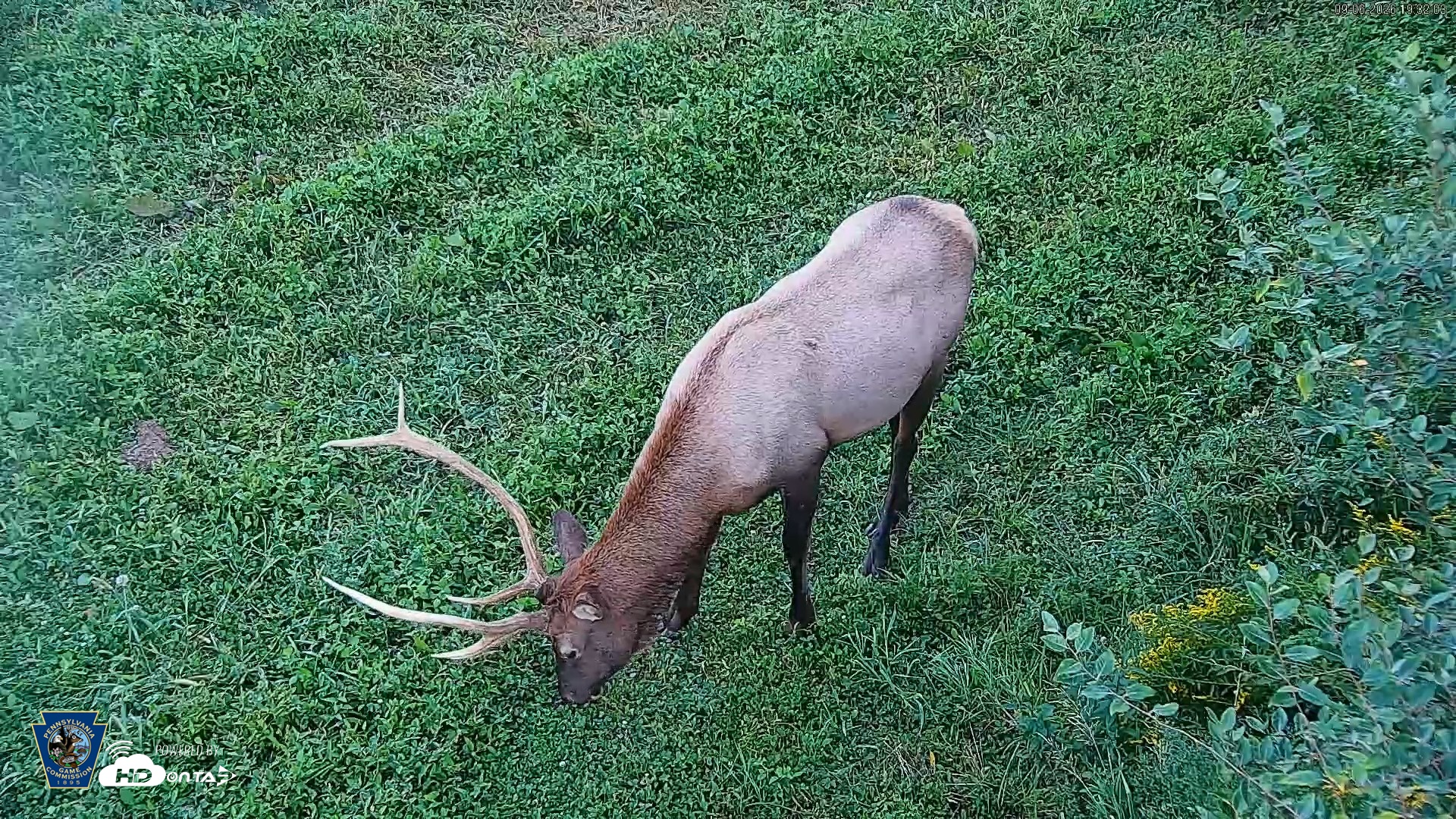 Snapshot of Pennsylvania Elk Live Webcam taken Sep 6, 2026, 7:32pm EDT