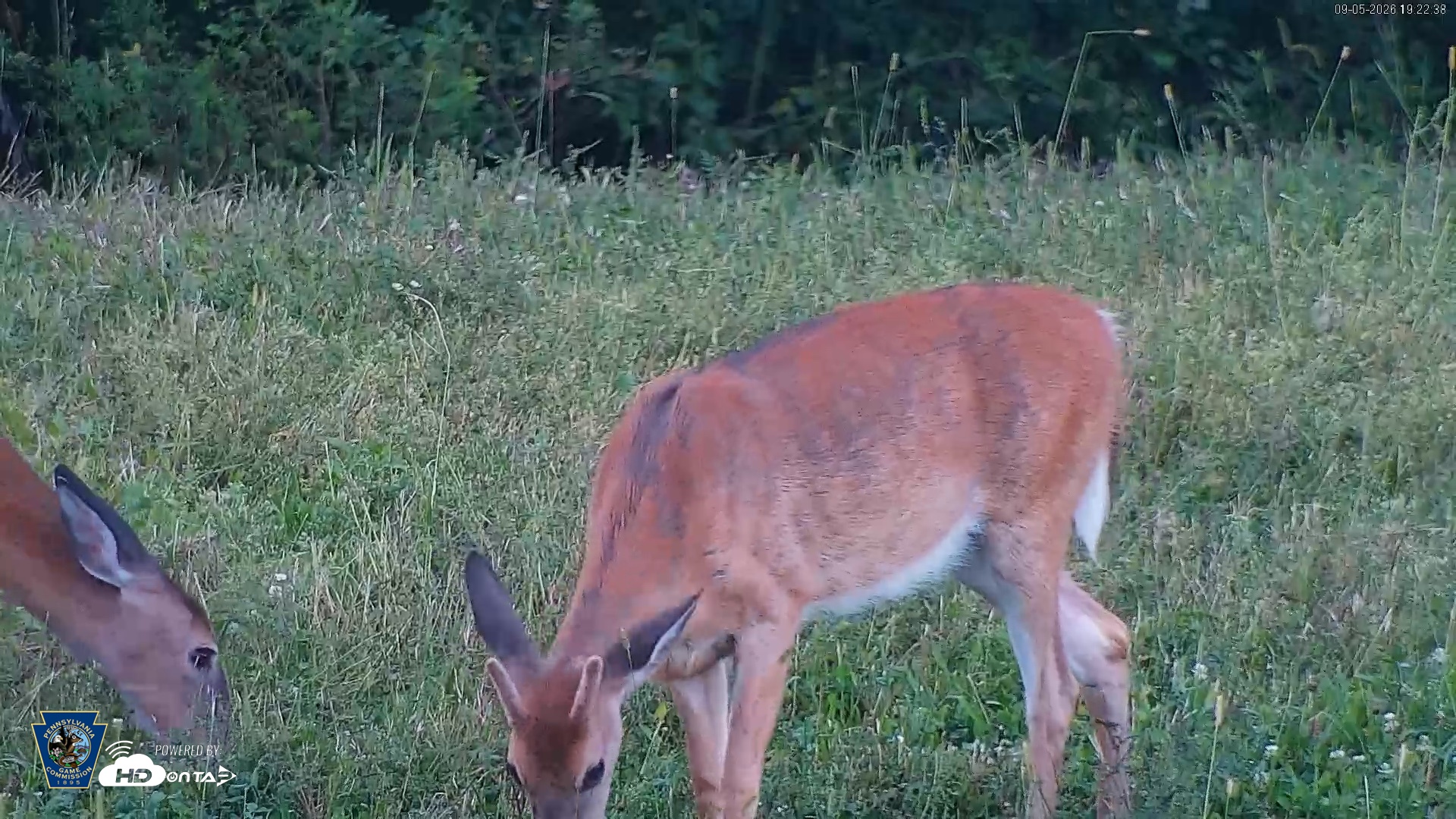 Snapshot of Pennsylvania Elk Live Webcam taken Sep 5, 2026, 7:23pm EDT