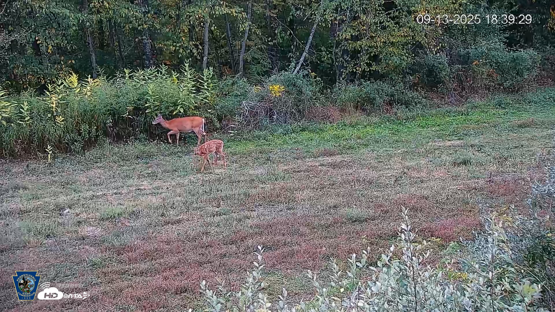 Snapshot of Pennsylvania Elk Live Webcam taken Sep 13, 2025, 6:40pm EDT
