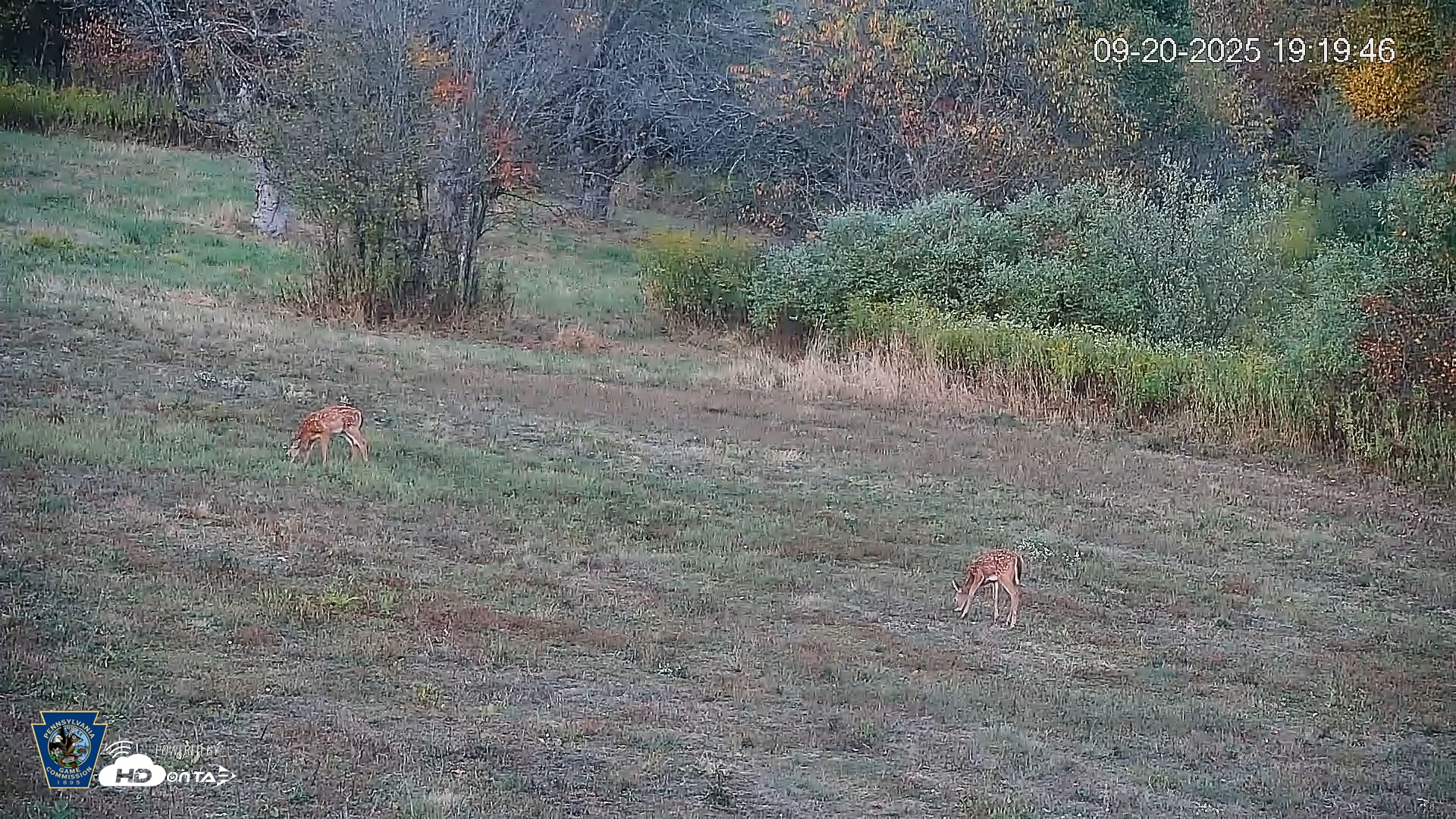 Snapshot of Pennsylvania Elk Live Webcam taken Sep 20, 2025, 7:20pm EDT