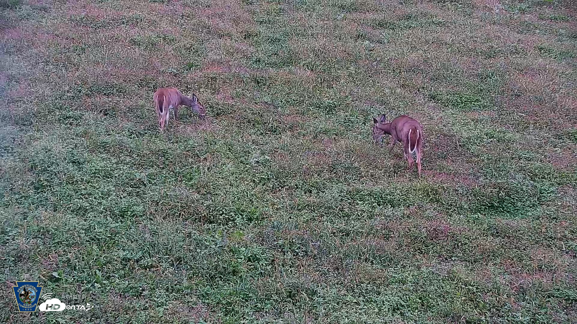 Snapshot of Pennsylvania Elk Live Webcam taken Oct 2, 2026, 5:44pm EDT