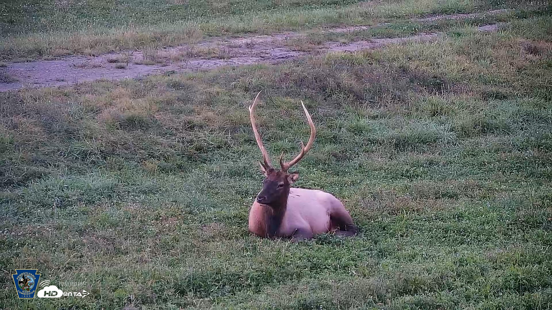 Snapshot of Pennsylvania Elk Live Webcam taken Sep 8, 2026, 7:45pm EDT
