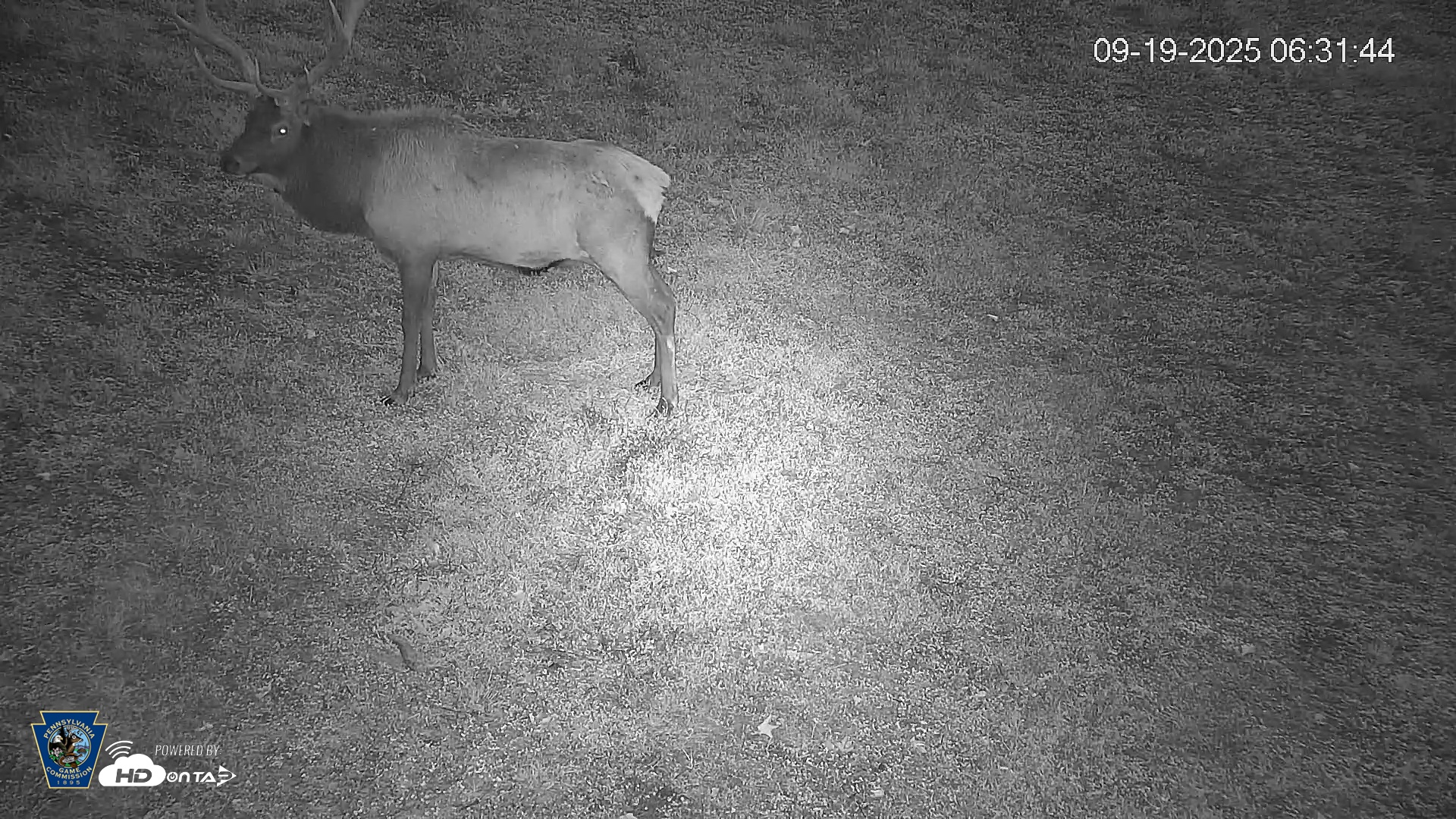 Snapshot of Pennsylvania Elk Live Webcam taken Sep 19, 2025, 6:33am EDT