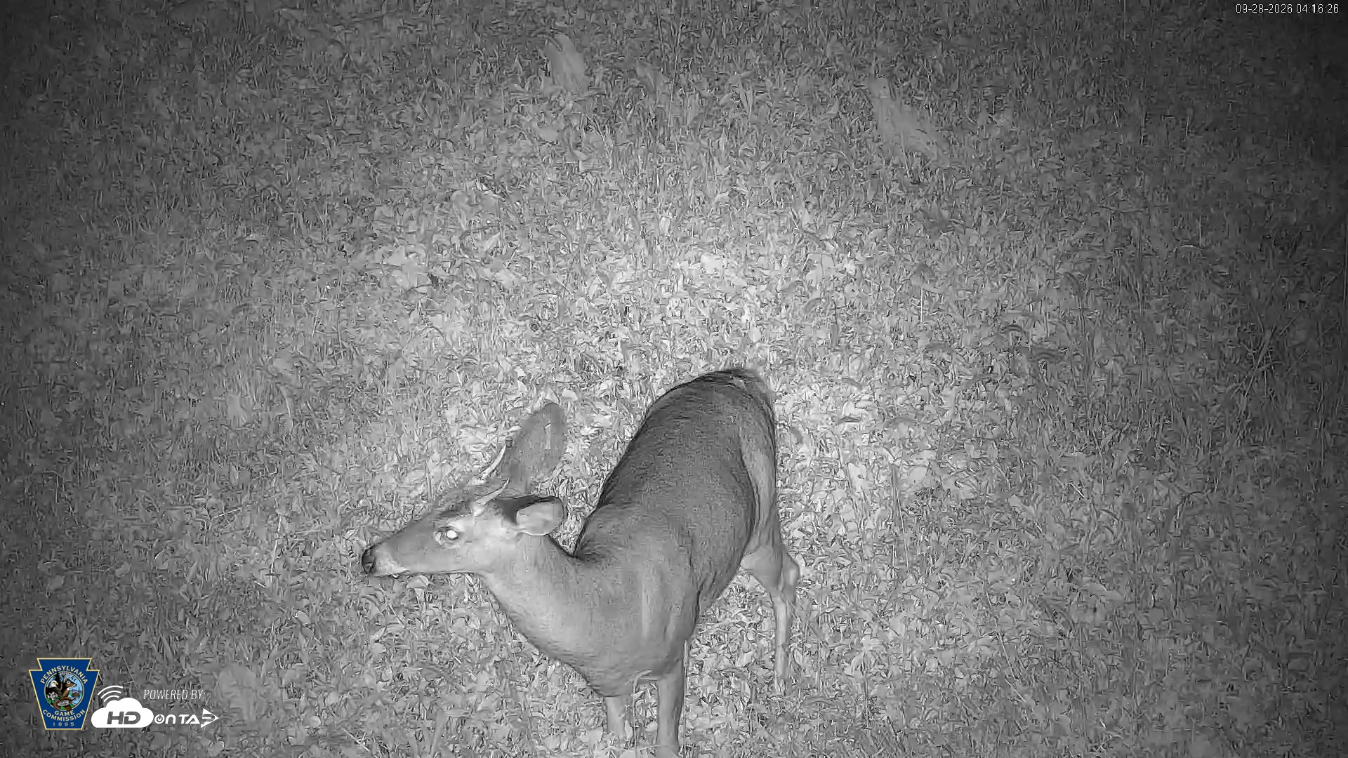 Snapshot of Pennsylvania Elk Live Webcam taken Sep 28, 2026, 4:17am EDT