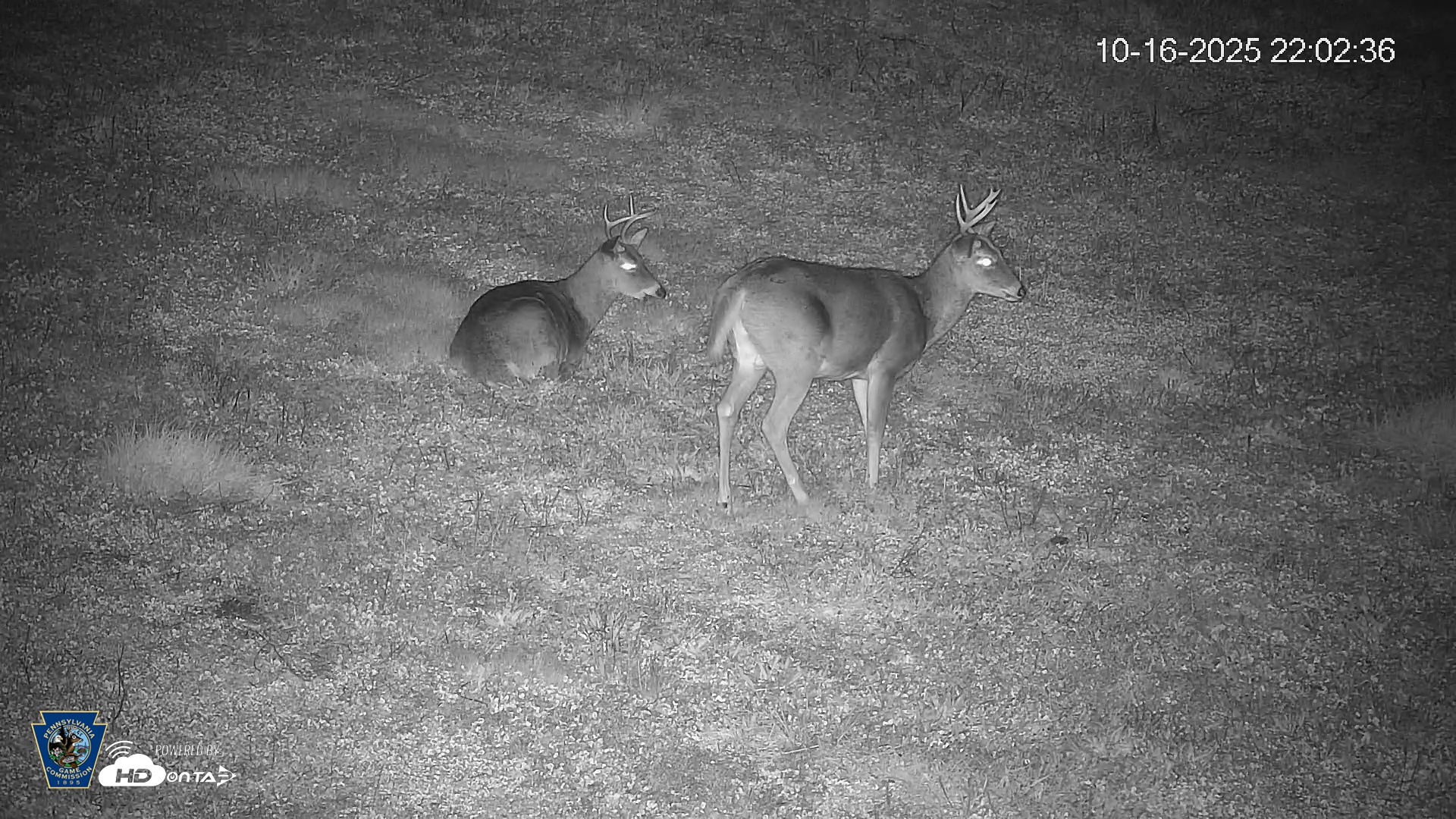 Snapshot of Pennsylvania Elk Live Webcam taken Oct 16, 2025, 10:03pm EDT