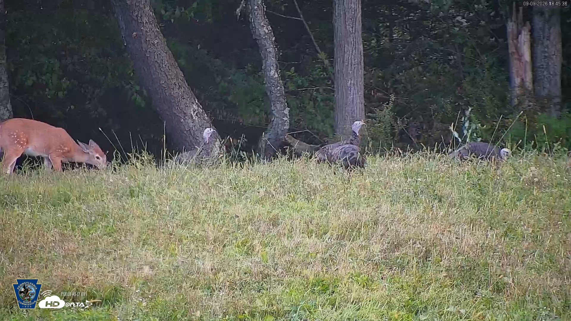 Snapshot of Pennsylvania Elk Live Webcam taken Sep 9, 2026, 6:46pm EDT