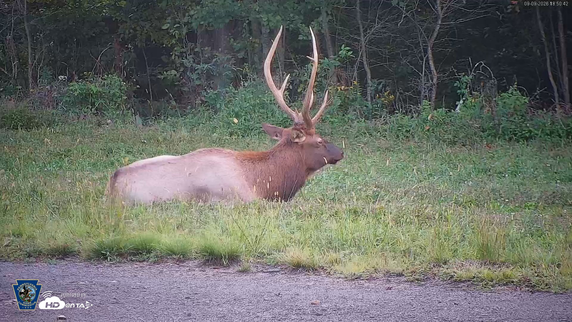 Snapshot of Pennsylvania Elk Live Webcam taken Sep 9, 2026, 6:51pm EDT